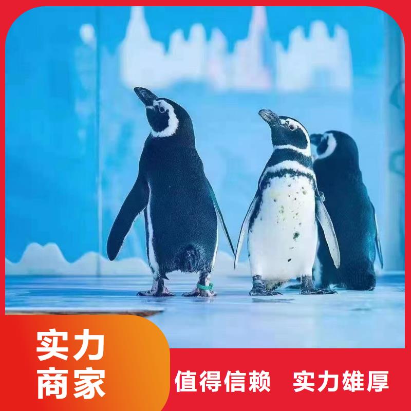 吉祥百鸟展视频-吉祥百鸟展|河南省开封市|杞县|龙亭|驻马店|南阳|信阳|商丘|濮阳|安阳