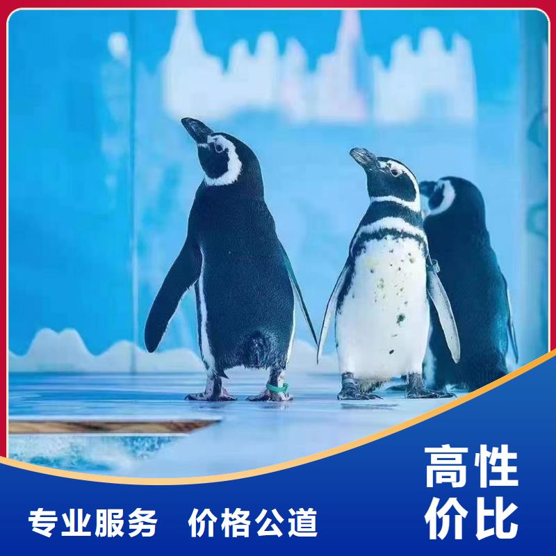 海洋主题动物表演-【海狮表演出租】长期合作