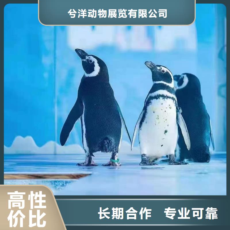海洋主题动物表演_【美人鱼出租演出】2025公司