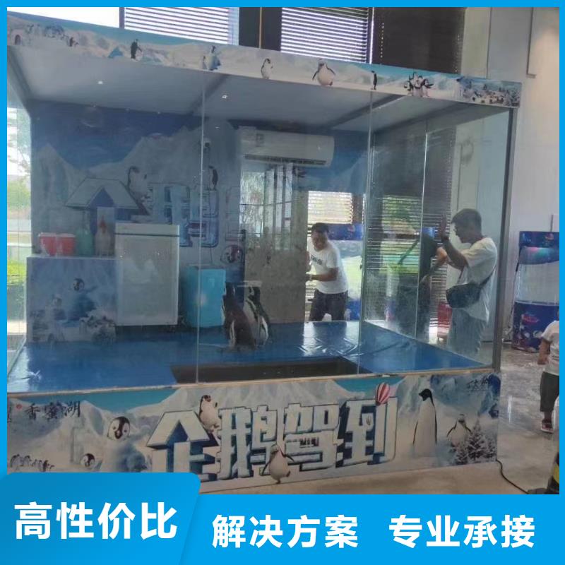 海洋主题动物表演【出租表演海狮】全市24小时服务