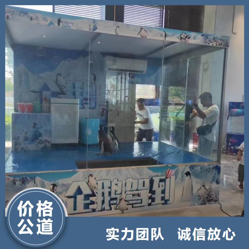 海洋主题动物表演出租企鹅从业经验丰富