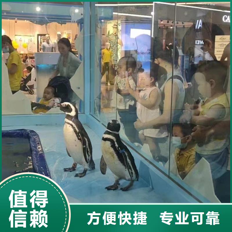 海洋主题动物表演美人鱼表演实力强有保证