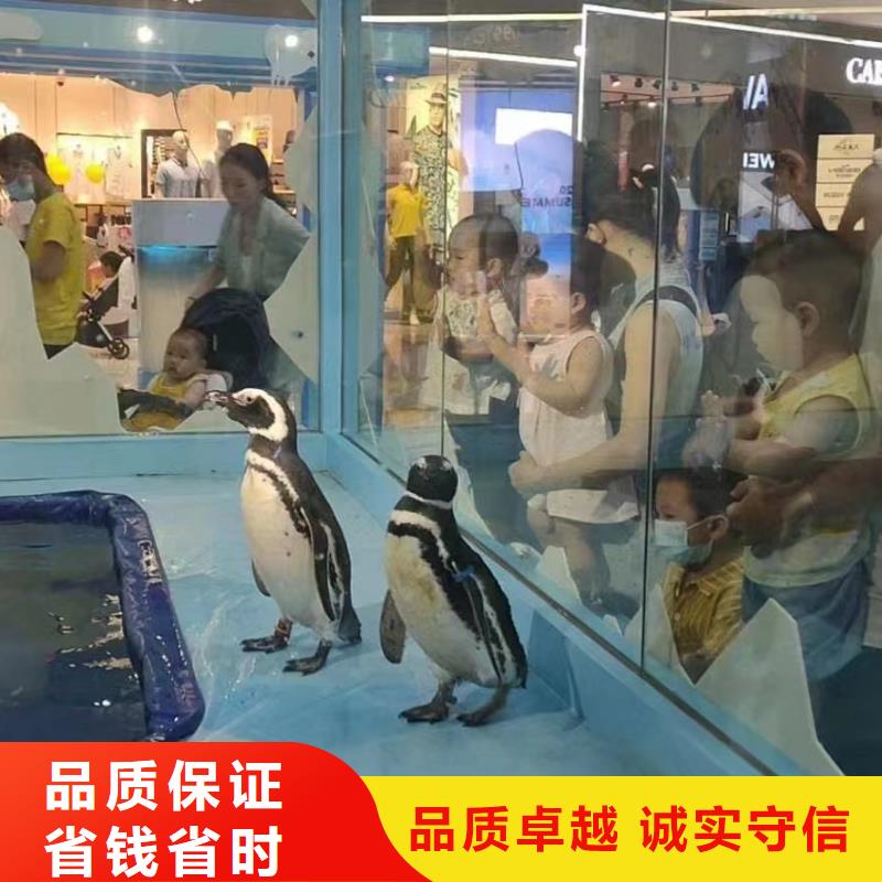 吉祥百鸟展视频-吉祥百鸟展_甘肃省张掖市市场覆盖甘州|临泽|平凉|定西|陇南|甘南|临夏|金昌等
