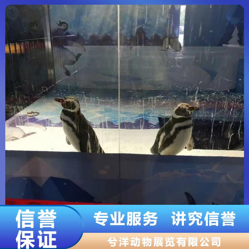 海洋主题动物表演_出租海狮表演先进的技术