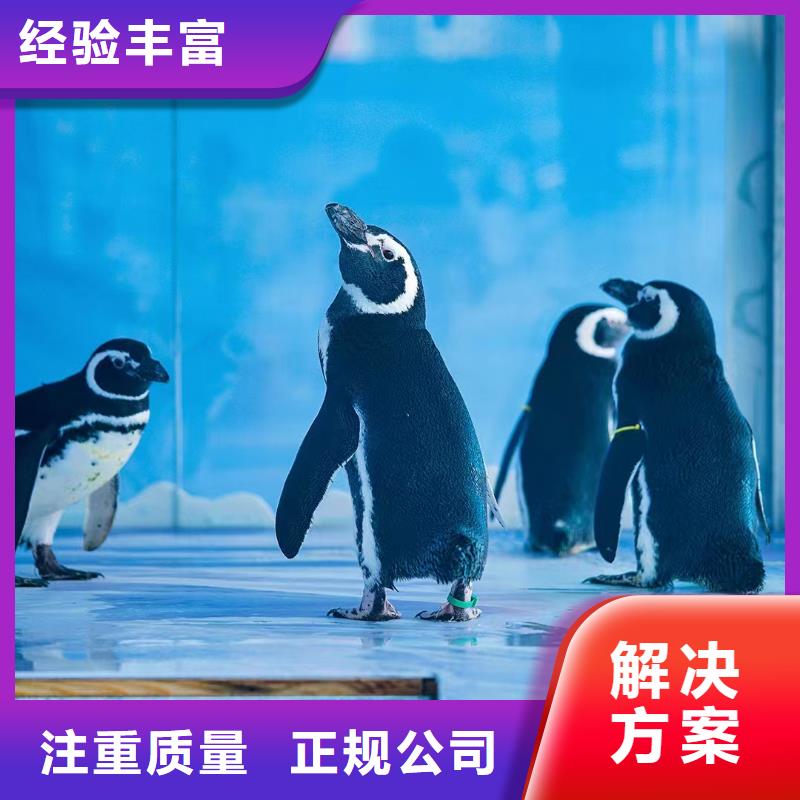 海洋主题动物表演_【海狮表演】欢迎合作