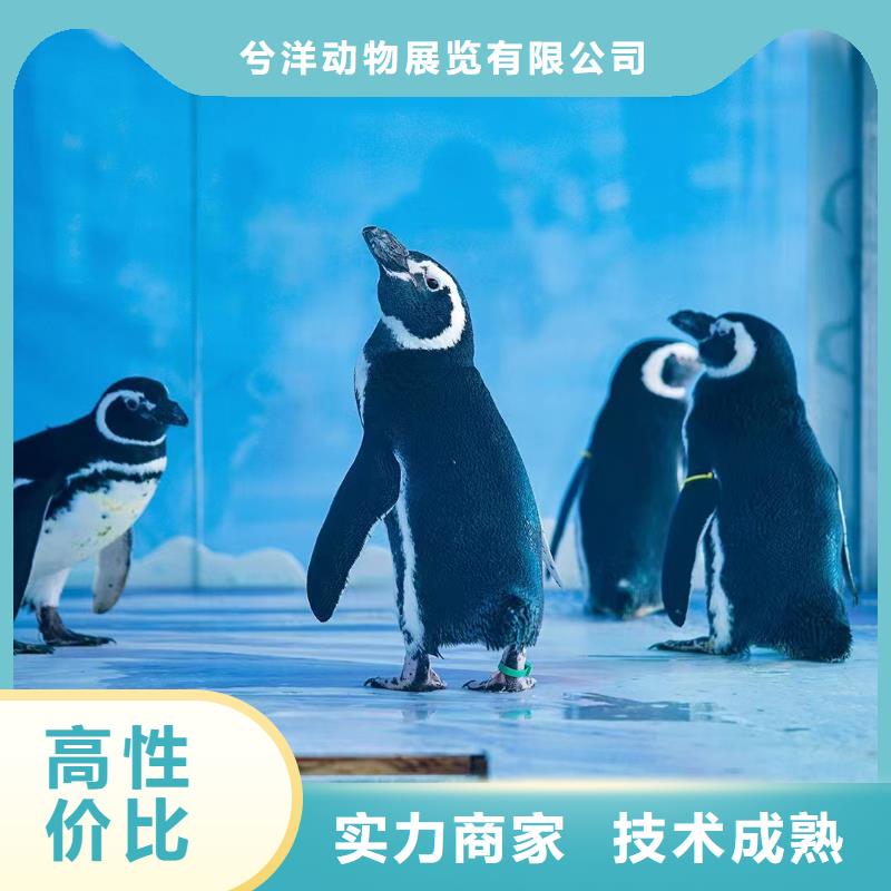 海洋主题动物表演马戏团表演出租租赁品质卓越