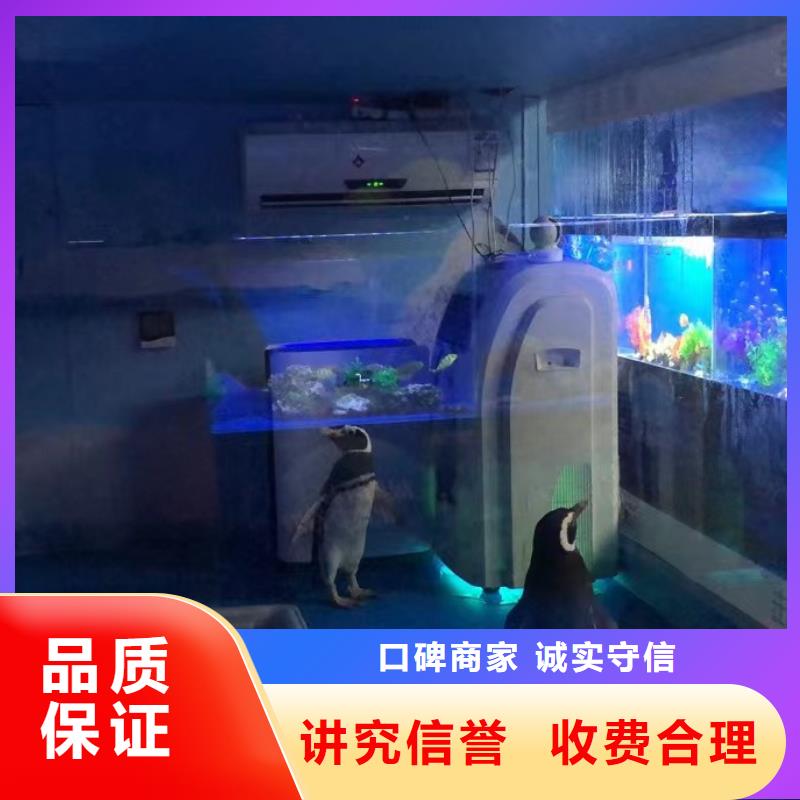 海洋主题动物表演企鹅出租表演专业可靠