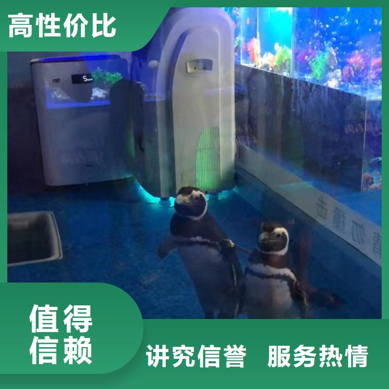 海洋主题动物表演_商场马戏表演出租良好口碑