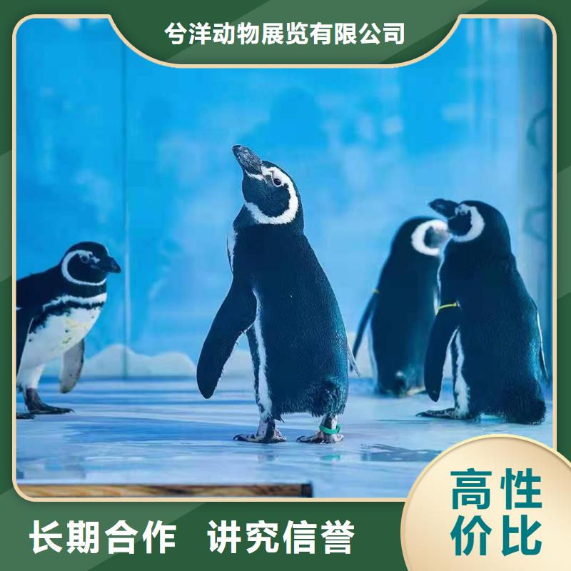 海洋主题动物表演-表演羊驼租赁品质服务