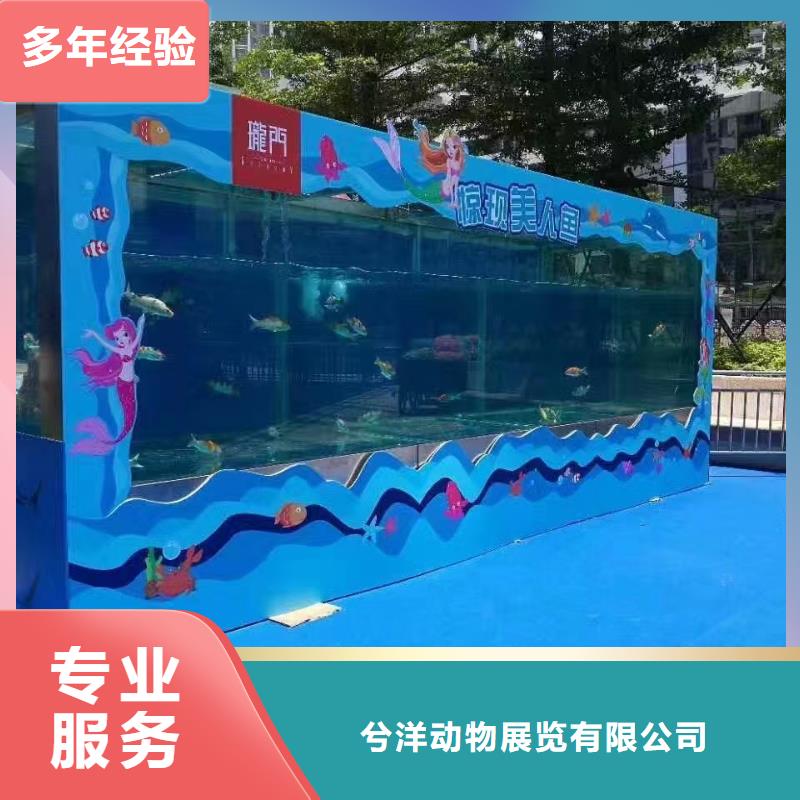 海洋主题动物表演出租海狮表演专业