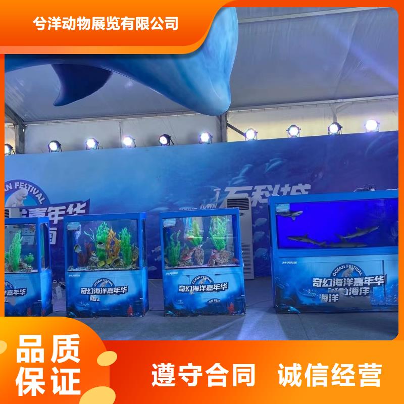 海洋主题动物表演出租表演羊驼品质好