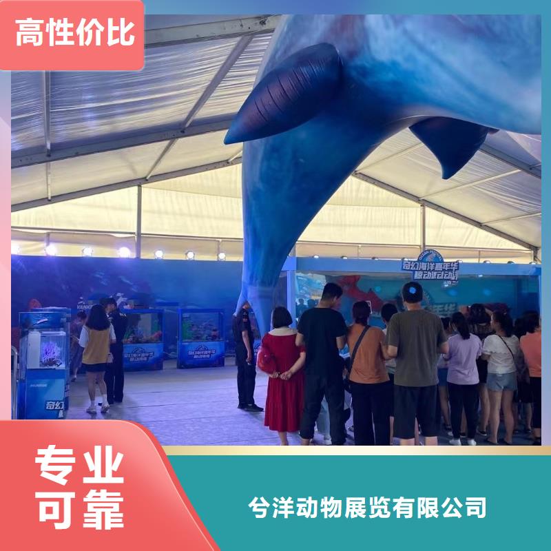 海洋主题动物表演-环球飞车表演出租高性价比
