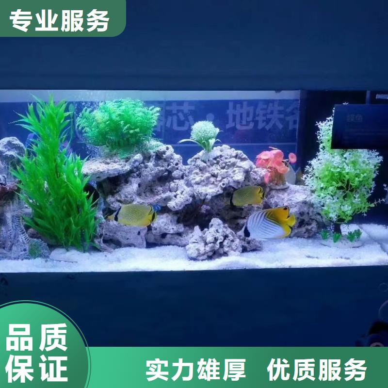 海洋主题动物表演出租马戏团表演从业经验丰富