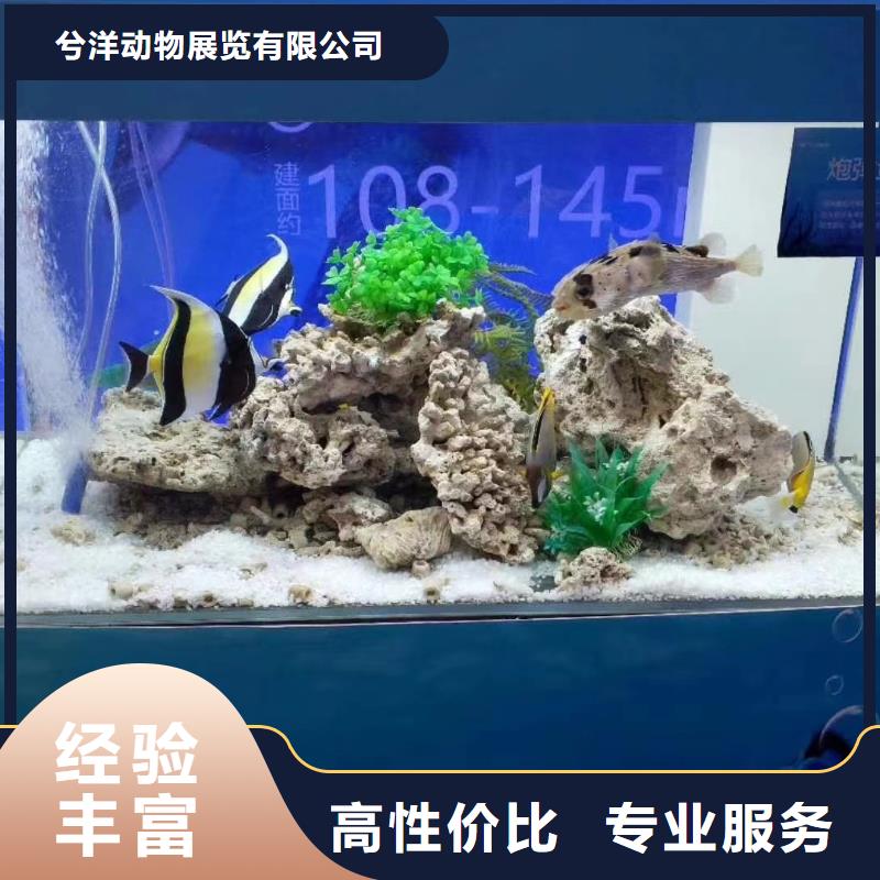 【海洋主题动物表演】_【海狮表演租赁】靠谱商家