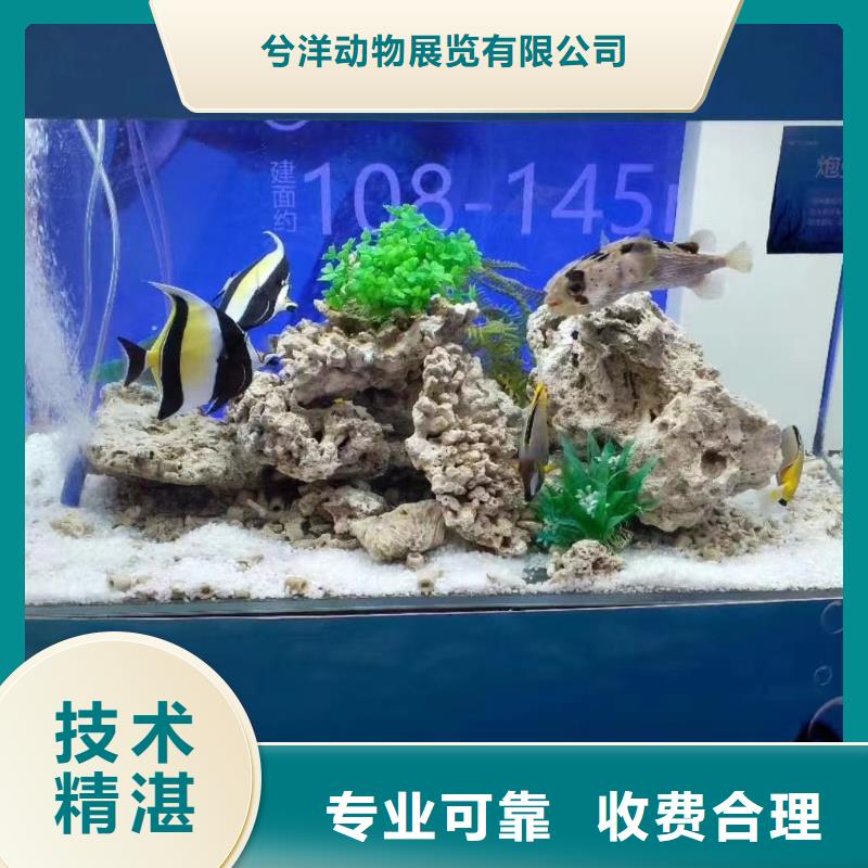 海洋主题动物表演动物表演出租实力强有保证