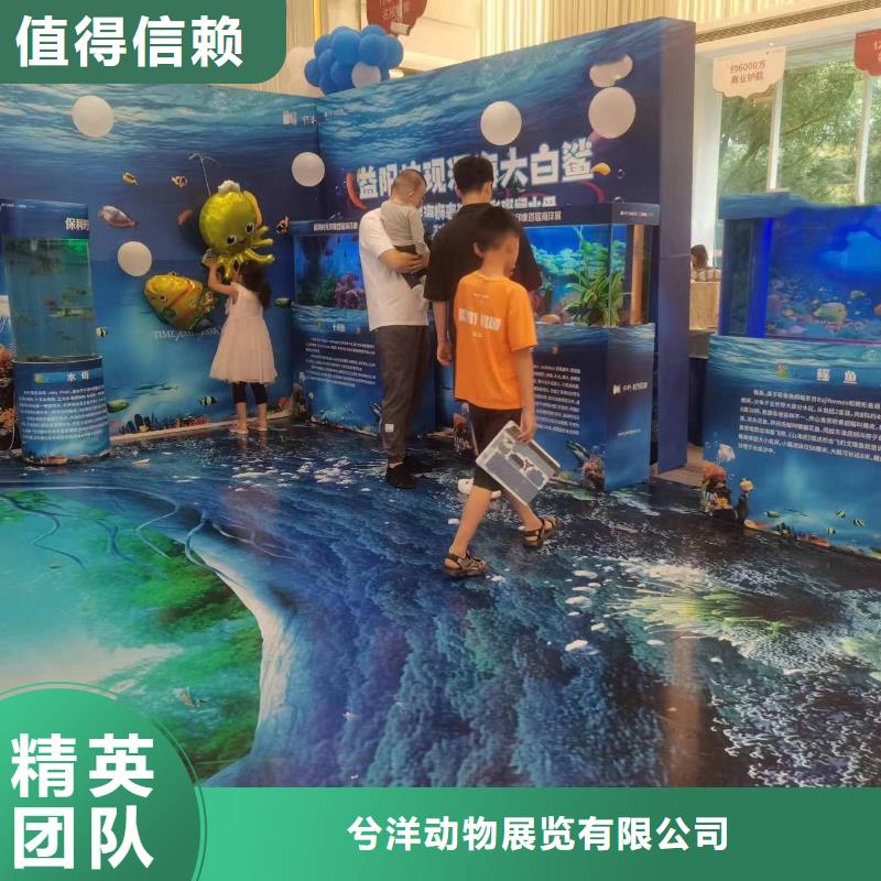 海洋主题动物表演【活体羊驼租赁】一站式服务
