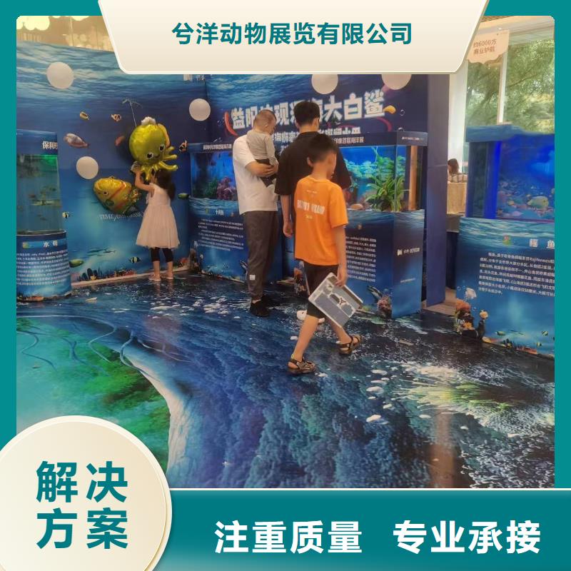 海洋主题动物表演羊驼表演随叫随到