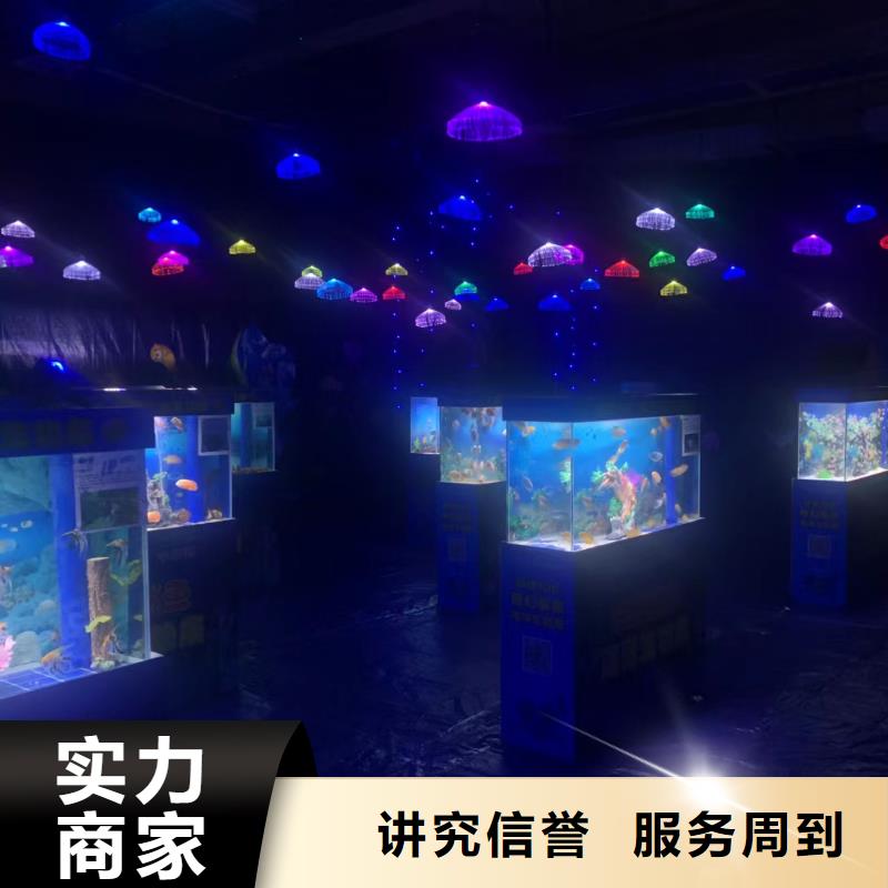 【海洋主题动物表演】 海狮演出随叫随到