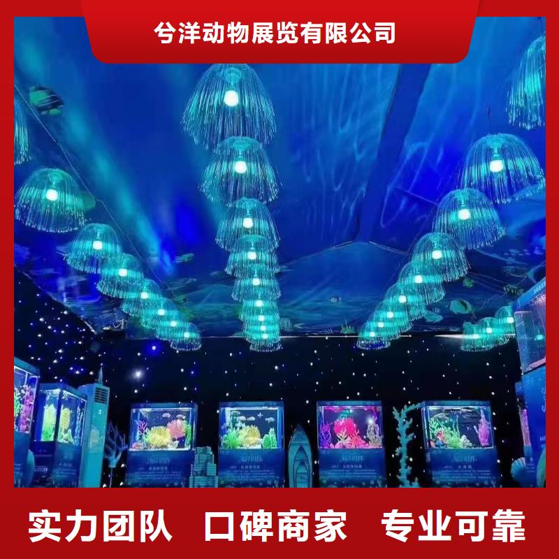 海洋主题动物表演美人鱼表演出租专业可靠