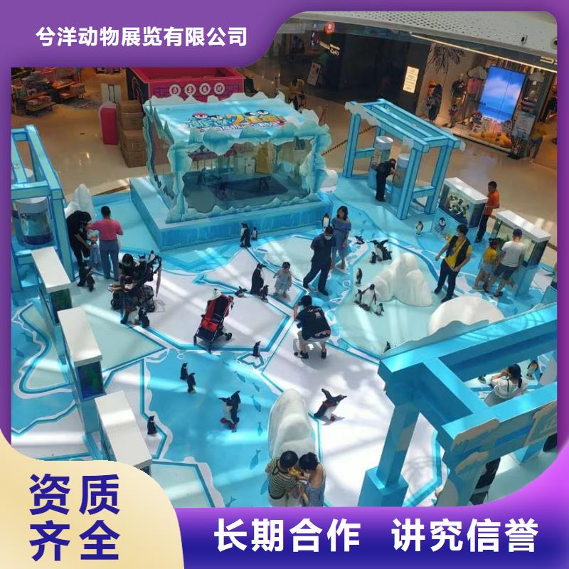 海洋主题动物表演-动物杂技表演租赁随叫随到