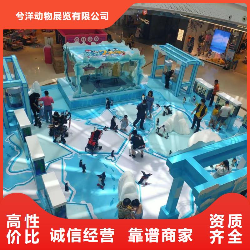 海洋主题动物表演-动物杂技表演实力商家