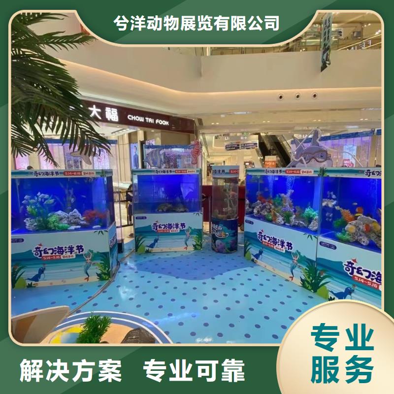 【海洋主题动物表演】_【海狮表演租赁】靠谱商家