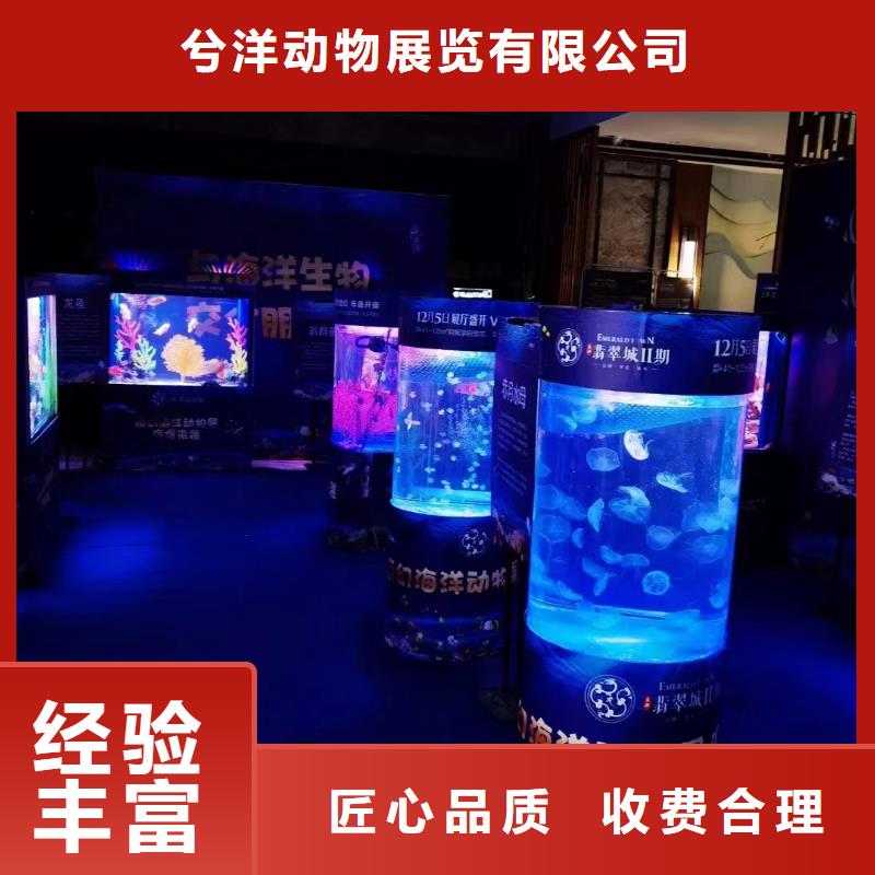 海洋主题动物表演出租马戏表演解决方案