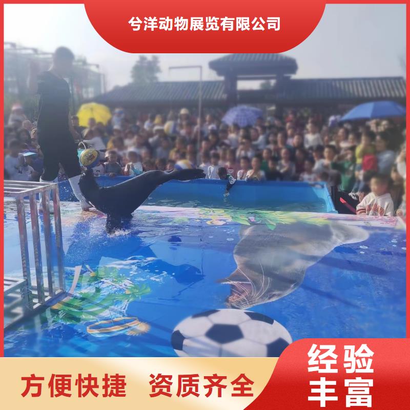 海洋主题动物表演出租马戏表演专业公司