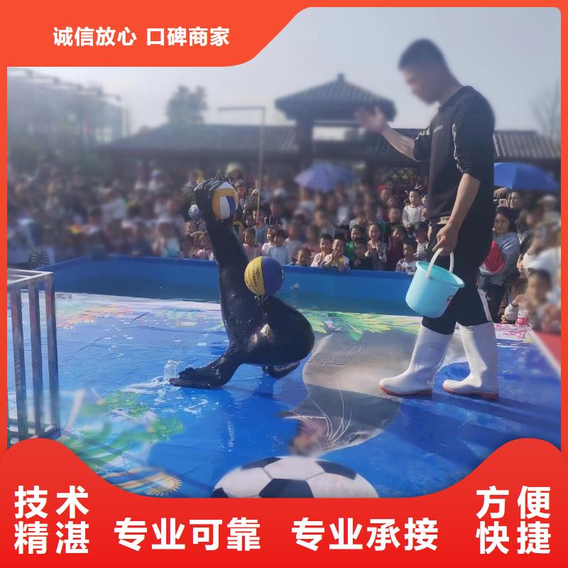 海洋主题动物表演【活体羊驼租赁】一站式服务