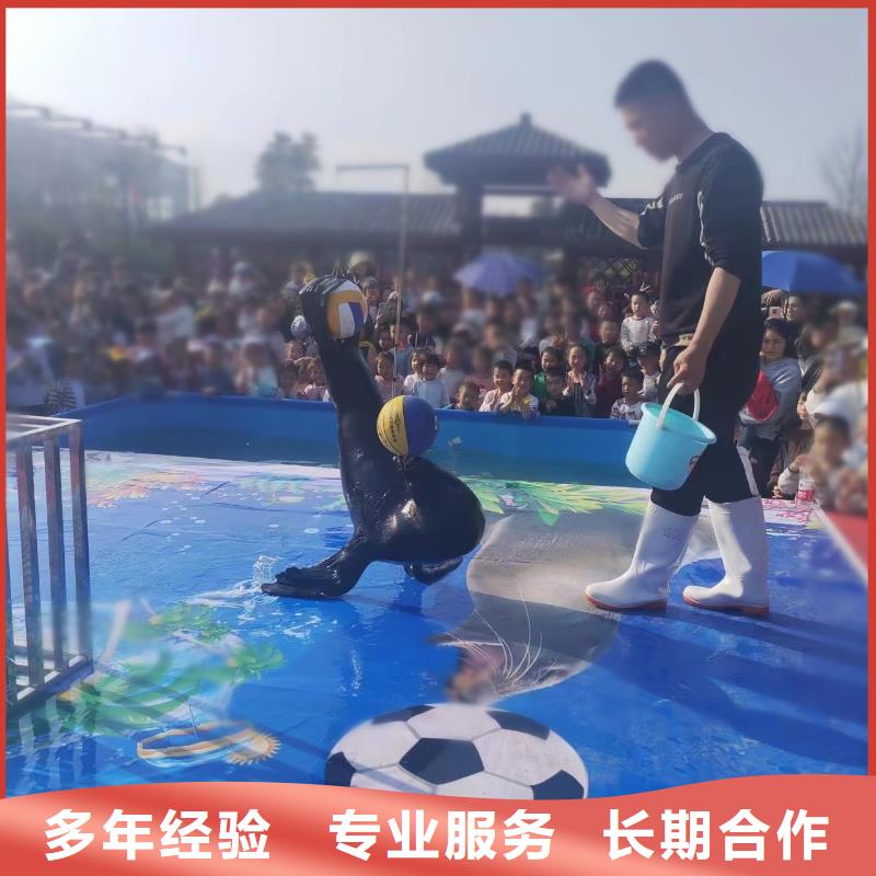 海洋主题动物表演_羊驼表演正规团队