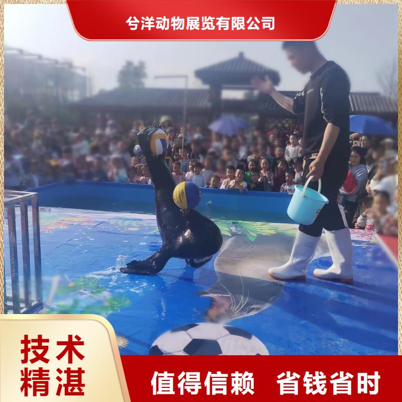海洋主题动物表演出租表演羊驼品质好