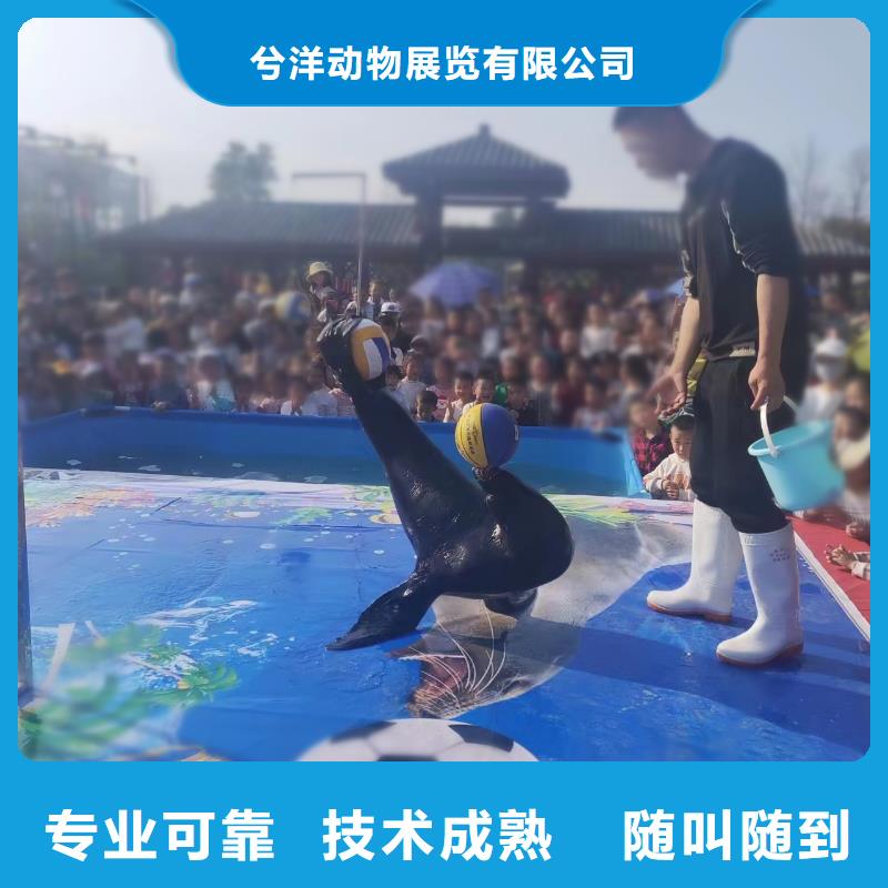 海洋主题动物表演马戏团表演全市24小时服务
