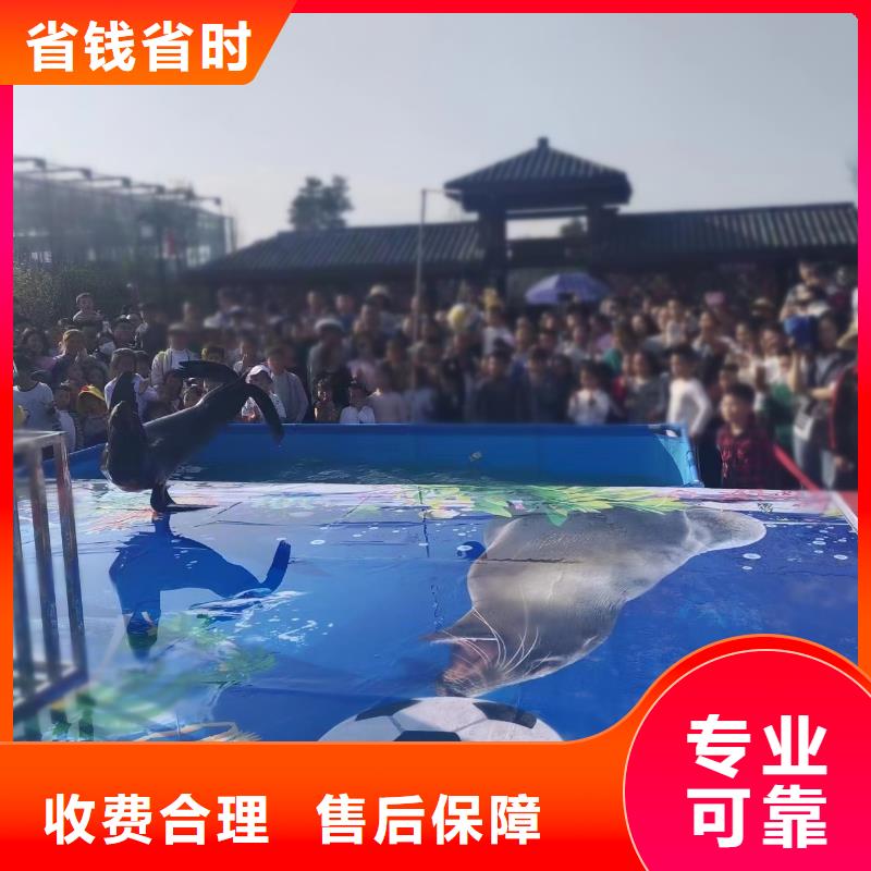 海洋主题动物表演 海狮表演出租从业经验丰富