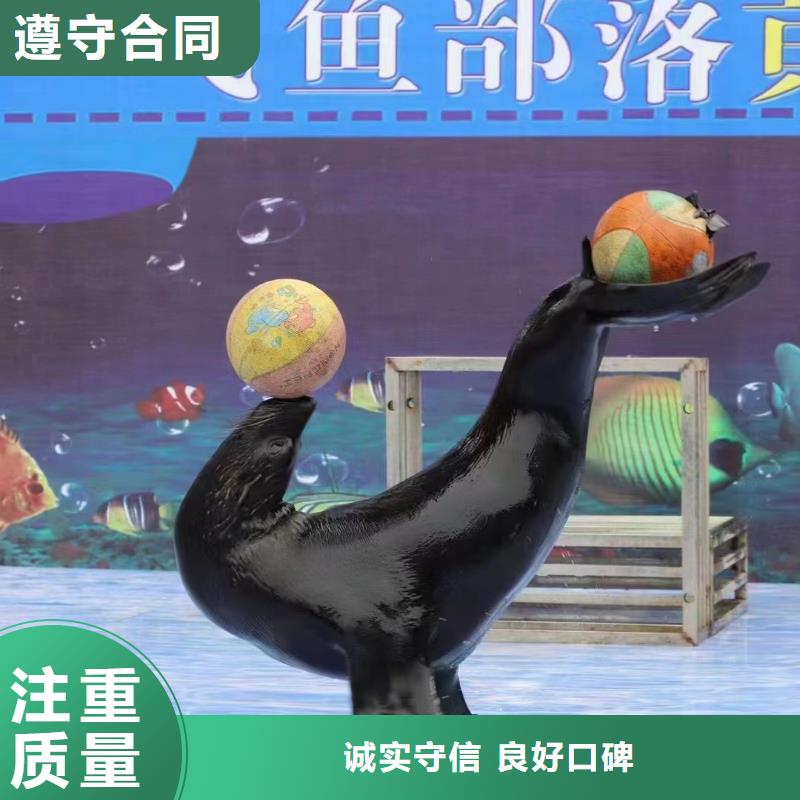 海洋主题动物表演【马戏团表演出租租赁】信誉保证