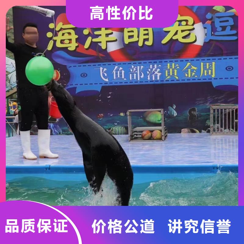 海洋主题动物表演死轮表演案例丰富