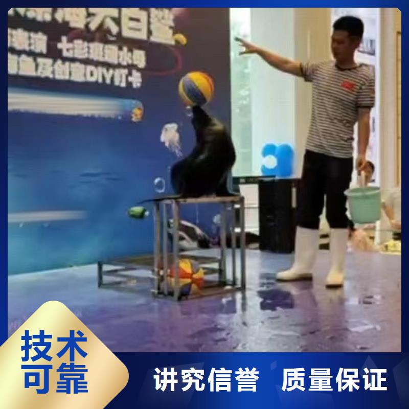海洋主题动物表演-表演羊驼租赁品质服务