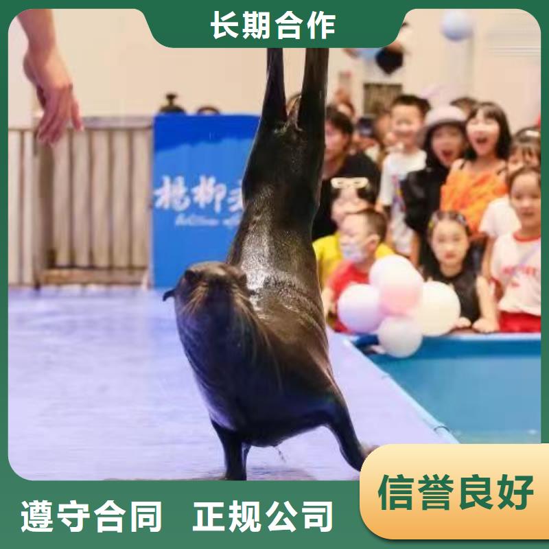 海洋主题动物表演,美人鱼表演放心