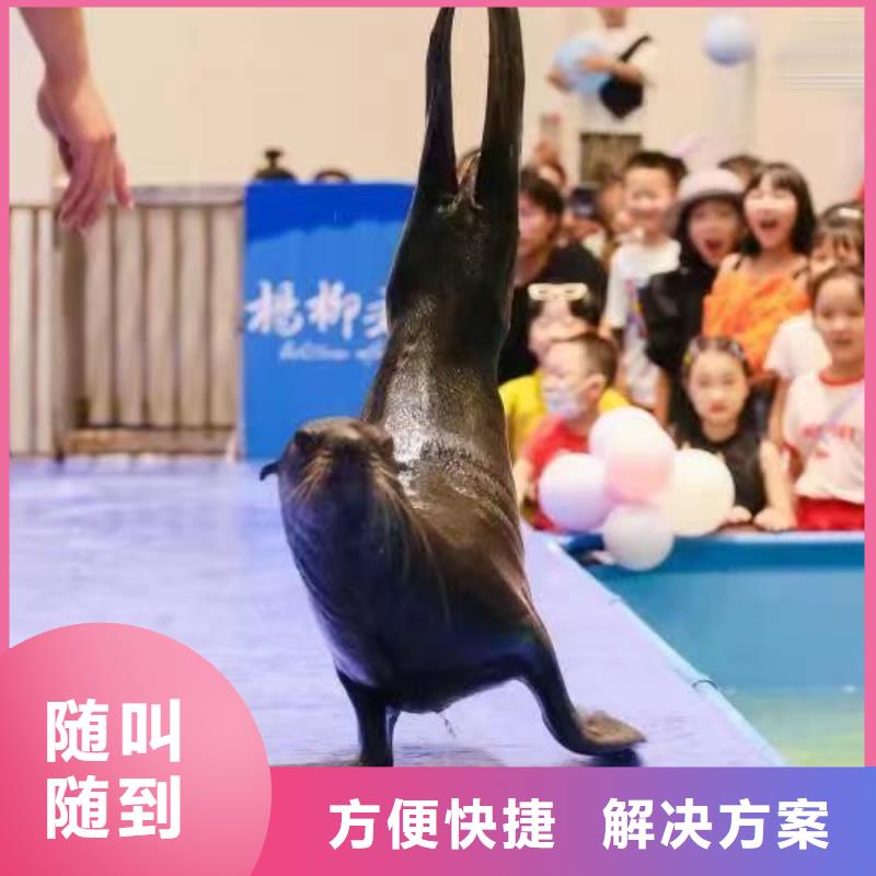 海洋主题动物表演-租赁美人鱼表演多家服务案例