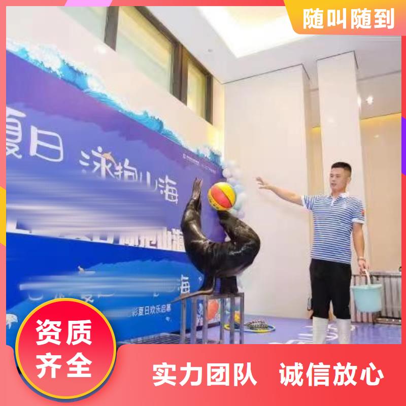 【海洋主题动物表演出租表演羊驼诚信放心】