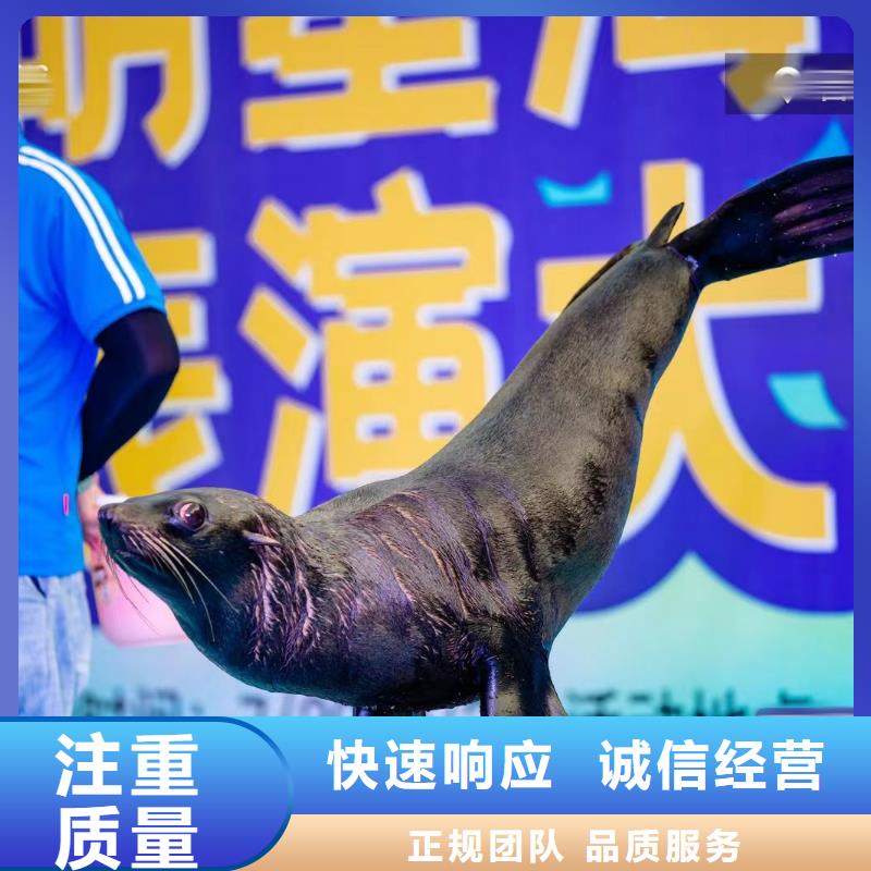 【海洋主题动物表演】,动物表演出租服务周到