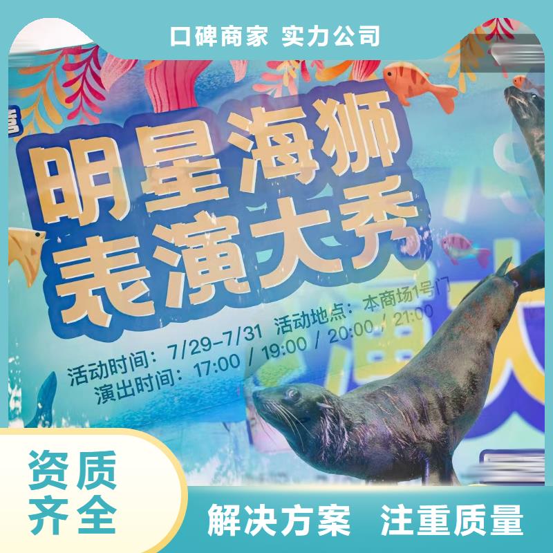 海洋主题动物表演,杂技表演租赁服务品质服务