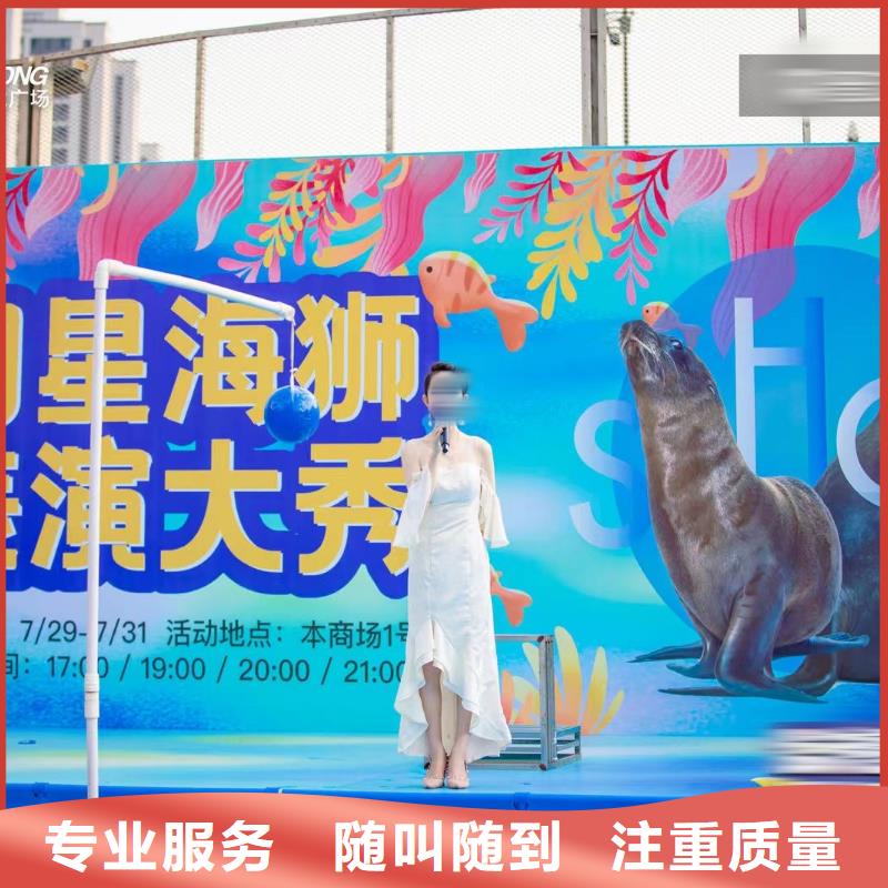 海洋主题动物表演羊驼出租专业承接