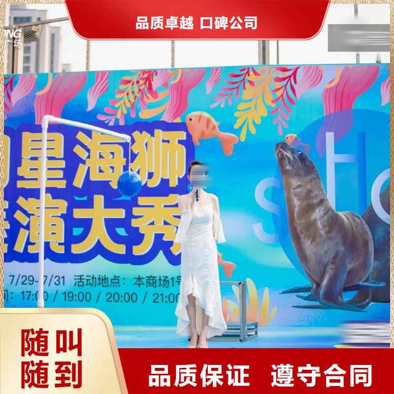 海洋主题动物表演-【海狮表演租赁】比同行便宜