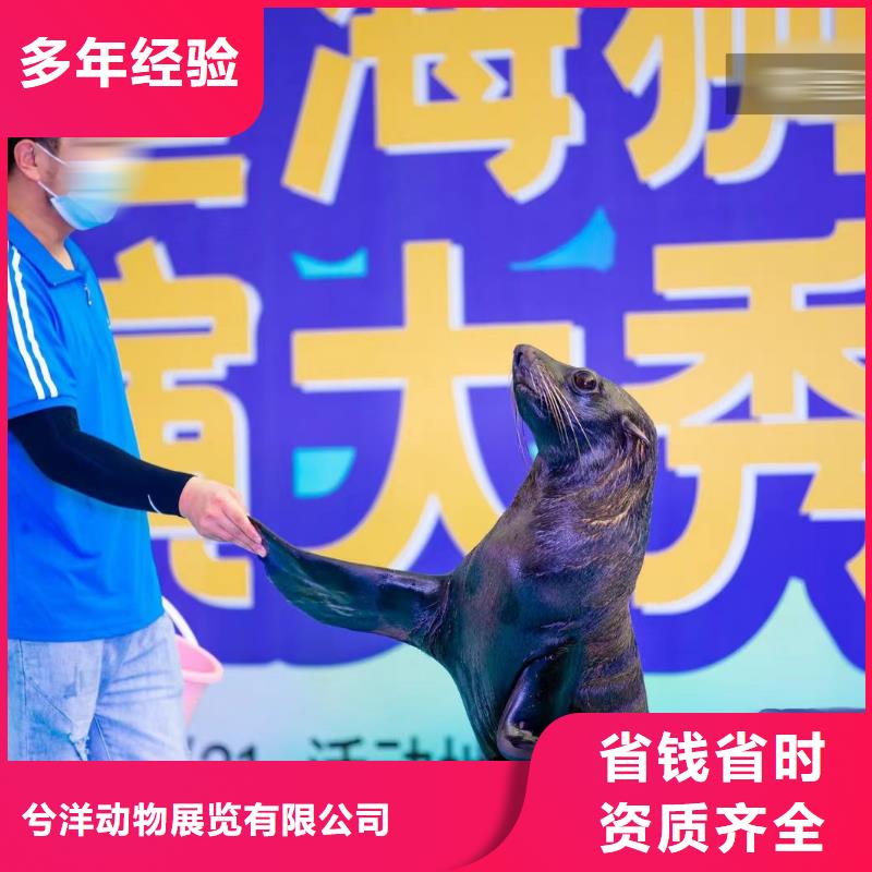 【海洋主题动物表演】租赁美人鱼表演品质卓越