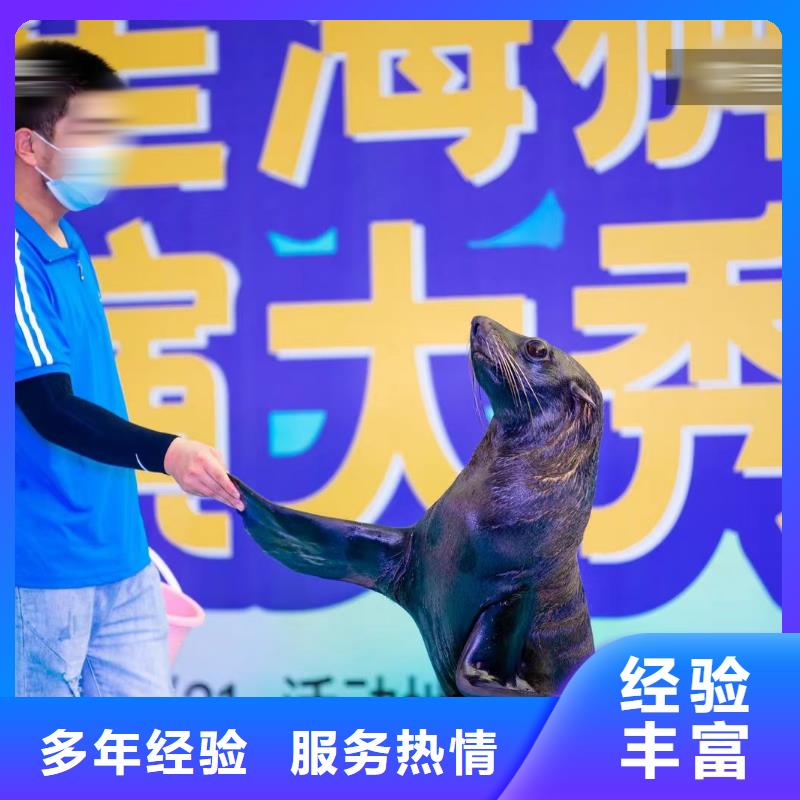 海洋主题动物表演-【海狮表演租赁】比同行便宜