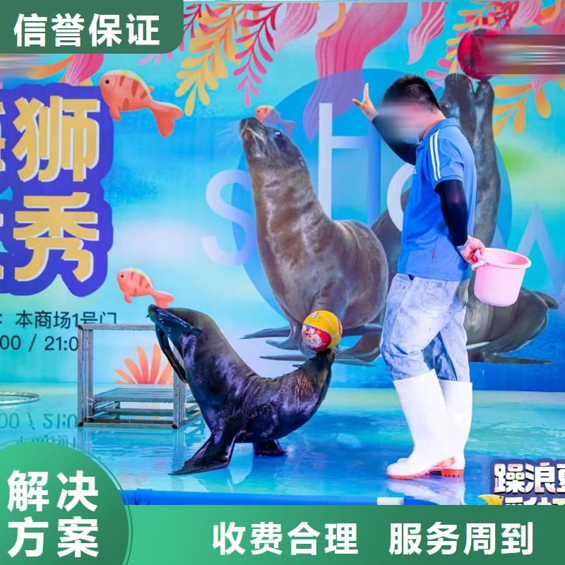 海洋主题动物表演出租表演企鹅口碑商家