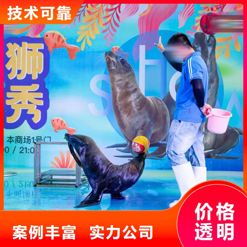 海洋主题动物表演【海狮表演】正规