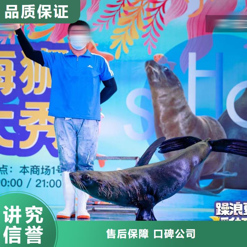 海洋主题动物表演-【海狮表演租赁】比同行便宜