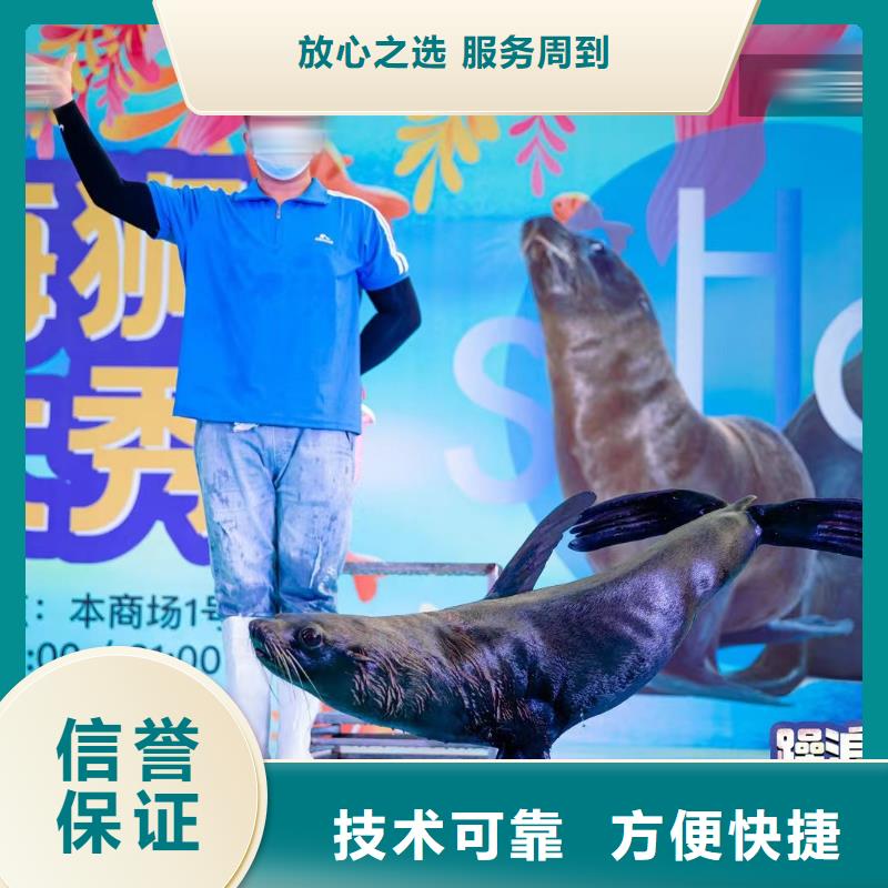 海洋主题动物表演出租马戏表演专业公司