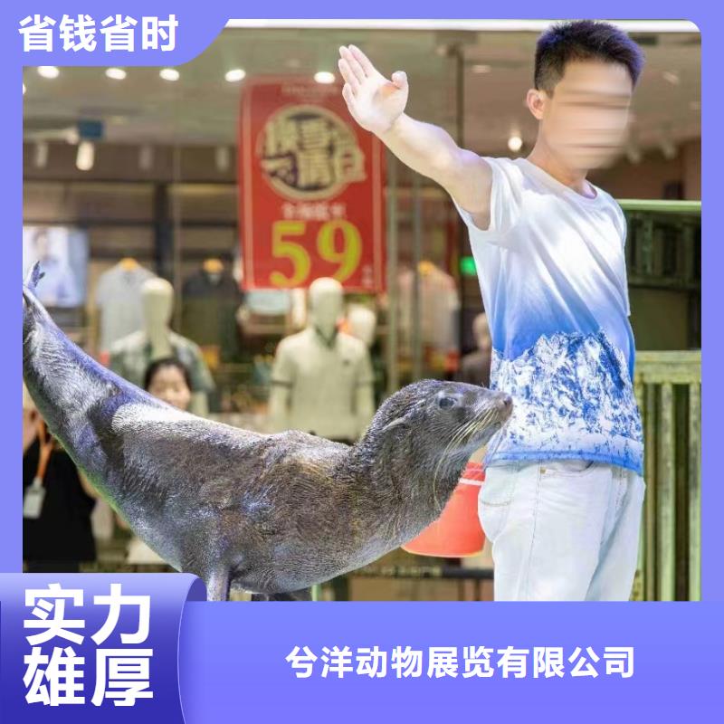海洋主题动物表演-表演羊驼租赁品质服务